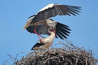 Weissstoerche vor Paarung