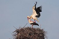 Weissstoerche v Paarung Nest