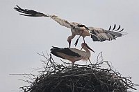 Weissstorchpaar hochfliegend