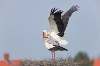 Weissstorch Paarungsanfang