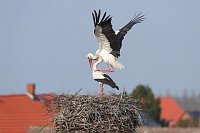 Weissstorch Paarungsbeginn