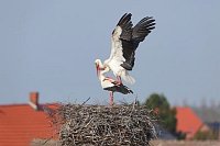 Weissstorch Paarung Daecher