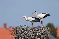 Weissstorch Begruessung