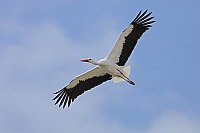 Weissstorch im Segelflug