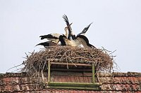 Weissstoerche Fuetterung