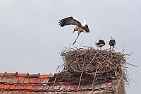 Weissstorch 3 Fluguebungen