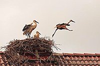 Weissstorch 3 Junge erster Flu