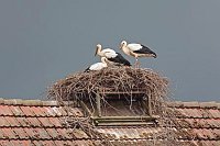 Weissstorch 3 Junge Gewitterh