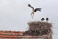Weissstorch 3 Nest Flugversuch