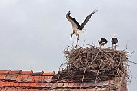 Weissstorch 3 Nest Steckung