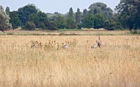 Kranichfamilie in Wiese