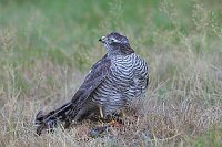 Sperber m Beute sich umdreh