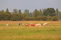 Weide  Rinder Stoerche Ruehsta