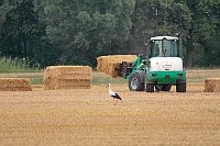 Weissstorch Trecker auf Feld