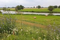 Wiesenlandschaft Ruehstaedt