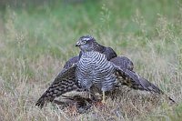 Sperber mit Beute mantelnd