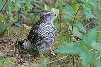 Sperber auf Waldboden