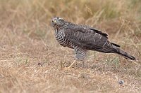 Sperber auf Wiese Kopf vorn