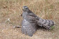 Sperber auf Wiese mit Maus