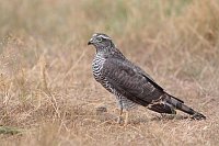 Sperber auf Wiese seitlich