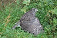 Sperber mantelnd im Wald