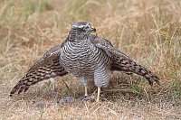 Sperber mantelnd mit Beute