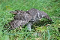 Sperber mit Maus im Gras