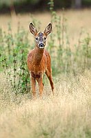 Rehbock Jaehrling auf Wiese