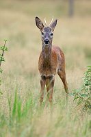 Rehbock Jaehrling verharrend