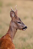 Rehbock Kopfportrait Seitenans