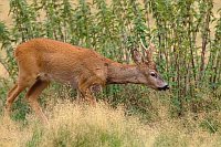 Rehbock vor Brennnesseln
