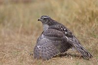 Sperber mantelnd auf Wiese