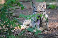 Wolf Welpe gaehnend Zunge