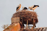 Weissstorch 3 Junge Abendlicht