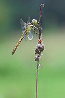 Heidelibelle Seitenans im Rege