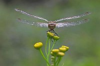 Heidelibelle v vorn m Tropfen