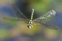 Blaugruene Mosaikjungfer ue Te