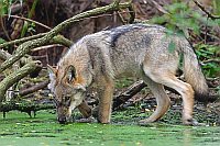 Wolf Jungtier am Teichufer