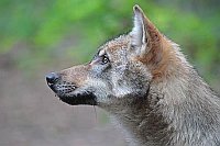 Wolf Jungtier Kopfportrait