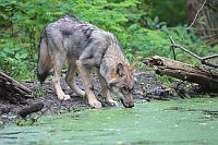 Wolf Jungtier trinkend