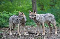 Wolf Welpen 2 nach links blick