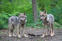 Wolf Welpen 2 nach vorn schaue