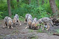 Wolf Welpen 5 suchend