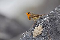 Rotkehlchen auf Felsen