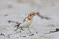 Schneeammer laufend im Sand