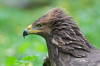 Schreiadler Kopfportrait Seite