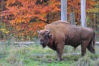 Wisentbulle Buchenwald