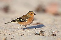 Buchfink sammelt Fliegen