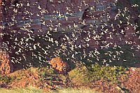 Starenschwarm vor Felswand