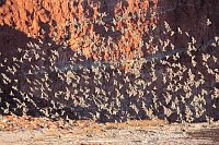 Starenschwarm vor rotem Fels